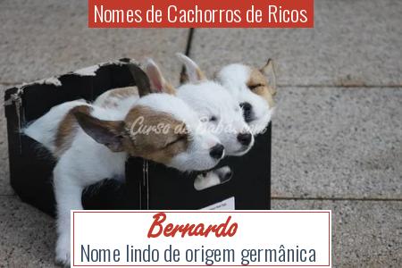 Nomes de Cachorros de Ricos - Bernardo